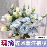 西子悦 云南洋桔梗鲜花5-8支约30朵+尤加利5支