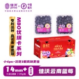 佳沃 云南当季蓝莓MBO系列 14mm+中果 125g*6盒礼盒装 